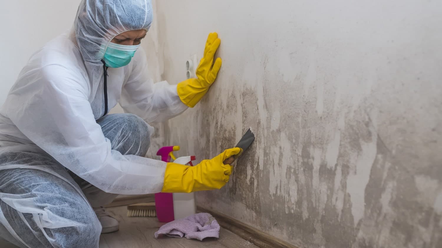 #1 Mold Removal Service In Your Area Professional Mold Removal Experts Near You