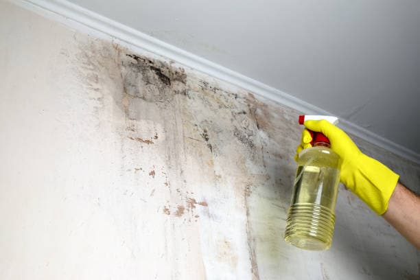 Mold Removal